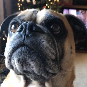 Meet your Posher, Max